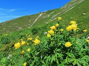 37 Trollius europaeus (Botton d'oro) con vista verso Capanna 2000